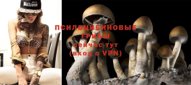 Псилоцибиновые грибы Cubensis  Новое Девяткино 